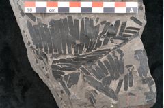 Foto (Detailansicht) von Asterocarpus meriani Br. (NHMW-GEO-2024-0188-10498)